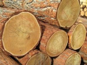Cross-cut eucalyptus logs before entering the sawmill